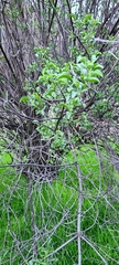Sambucus cerulea