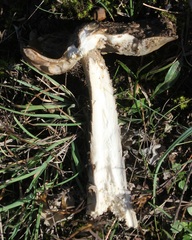 Amanita ceciliae