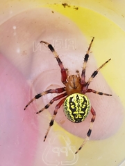 Araneus guttatus