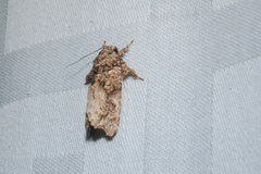 Callopistria guttulalis