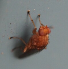 Suillia quinquepunctata