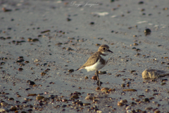 Charadrius falklandicus