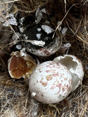 Thryothorus ludovicianus