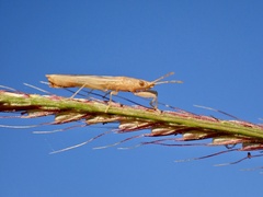 Stenophyella macreta