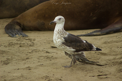Larus atlanticus