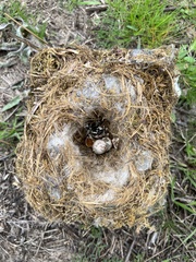 Thryothorus ludovicianus