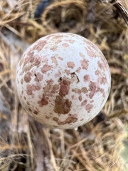 Thryothorus ludovicianus