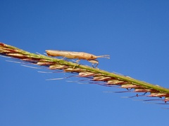Stenophyella macreta