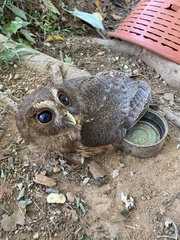 Strix virgata