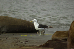 Larus dominicanus