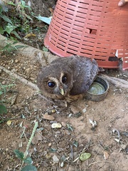 Strix virgata