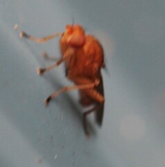 Suillia quinquepunctata