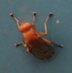 Suillia quinquepunctata