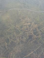 Potamogeton robbinsii