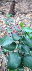 Ribes viburnifolium