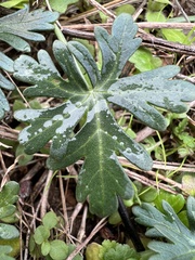Callirhoe involucrata