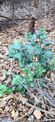 Ribes viburnifolium