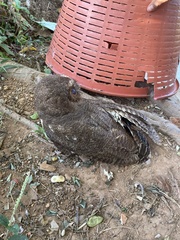 Strix virgata