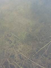 Potamogeton robbinsii