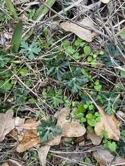 Callirhoe involucrata