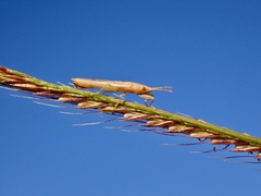 Stenophyella macreta