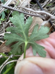Callirhoe involucrata