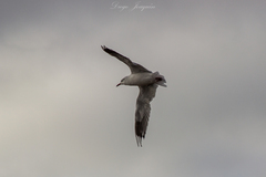 Chroicocephalus cirrocephalus