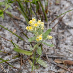 Pterochaeta paniculata