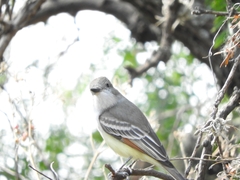 Myiarchus cinerascens