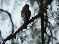 Myiarchus cinerascens