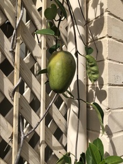 Stephanotis floribunda