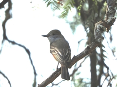 Myiarchus cinerascens