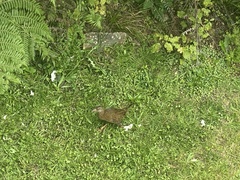 Gallirallus australis