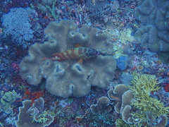 Epinephelus fasciatus