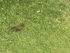 Gallirallus australis