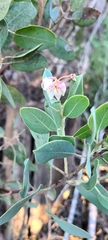 Arctostaphylos glandulosa