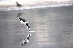 Himantopus mexicanus melanurus