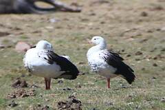 Oressochen melanopterus