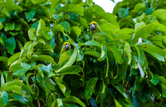 Amazona ochrocephala