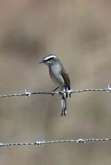 Ochthoeca leucophrys