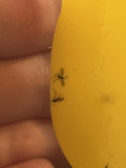 Sciaroidea