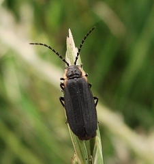 Polemius laticornis