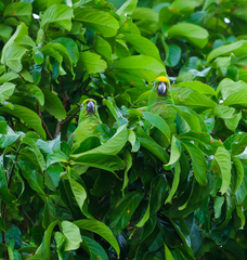 Amazona ochrocephala