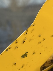 Sciaroidea