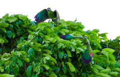 Amazona ochrocephala