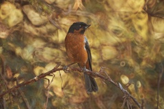 Diglossa brunneiventris