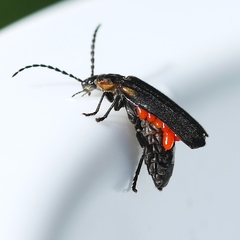 Polemius laticornis