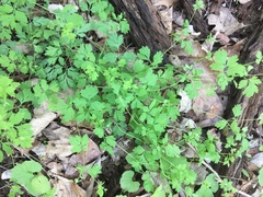 Corydalis flavula