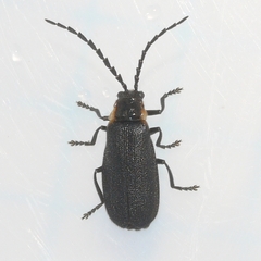 Polemius laticornis