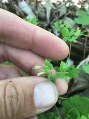 Corydalis flavula